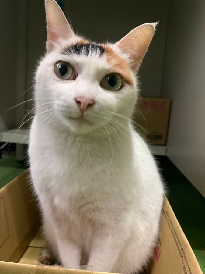 Picture of cat.